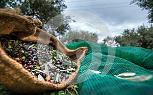 Harvested fresh olives in sacks in a field in Crete, Greece.