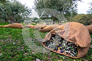 Harvested fresh olives in sacks in a field in Crete, Greece.