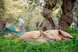 Harvested fresh olives in sacks in a field in Crete, Greece.