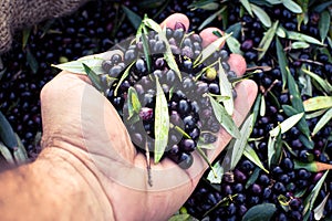 Harvested fresh olives in sacks in a field in Crete, Greece.