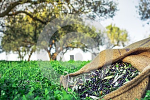 Harvested fresh olives in sacks in a field in Crete, Greece.