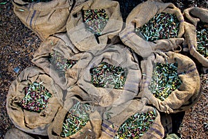 Harvested fresh olives in sacks in a field in Crete, Greece for olive oil production