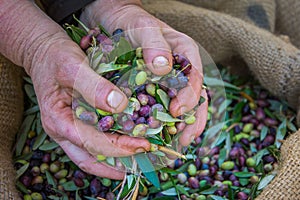 Harvested fresh olives in sacks in a field in Crete, Greece for olive oil production