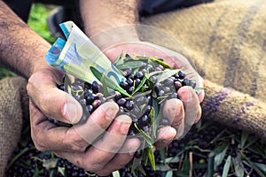 Harvested fresh olives in sacks with money in a field in Crete, Greece.