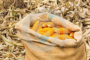Harvested Fresh Raw Corn cobs in burlap sack
