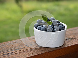 Harvested full-ripe blueberry in a white bowl. Organic berries