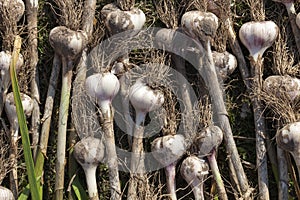 the harvested garlic crop in agriculture