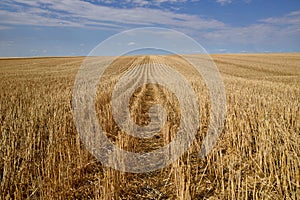 Harvested Grain Field Canadian Prairies