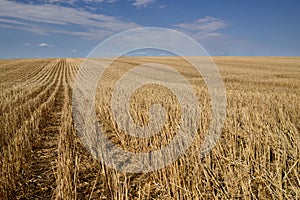 Harvested Grain Field Canadian Prairies