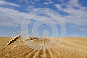 Harvested Grain Field Canadian Prairies photo