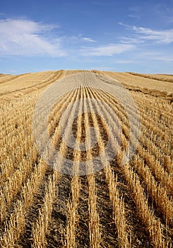 Harvested Grain Field