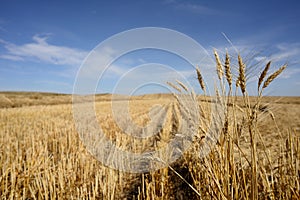 Harvested Grain Field