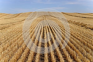 Harvested Grain Field