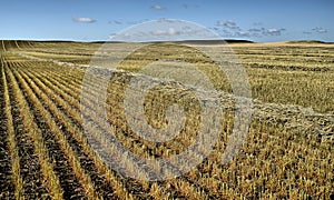 Harvested Grain Field