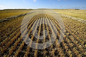 Harvested Grain Field