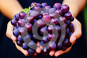 Harvested Grapes. Skilled Vintners Serene Hands in a Close-up Shot from the Vineyard photo