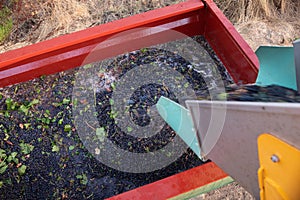 Harvested Grapes for wine production. Corsica photo