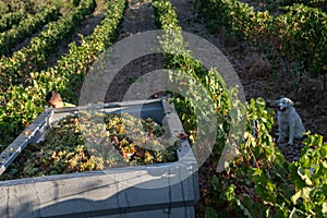 Harvested Grapes for wine production. Corsica photo