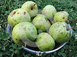 Harvested Green Apples in Summer