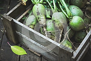 Harvested green turnip in wooden crate