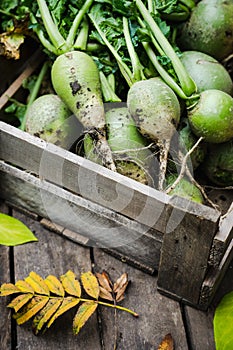 Harvested green turnip in wooden crate