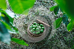 Harvested green unripe walnut in wicker basket