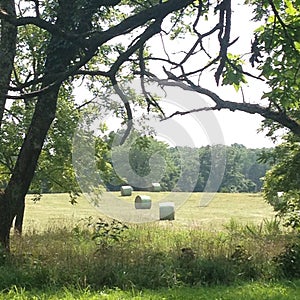 Harvested Hay