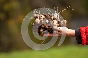 Harvested Jerusalem artichoke plants photo