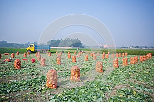 Harvested kohlrabi cabbage ready to export