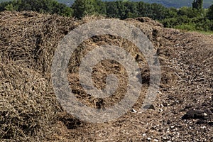 Harvested lavender after distillation