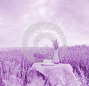 Harvested lavender flowers