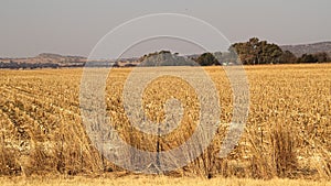 Harvested maize land in Potchefstroom, North West, South Africa.