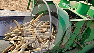 Harvested millet crop cleaning by thresher machine