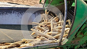 Harvested millet crop cleaning by thresher machine