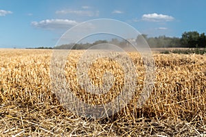 Harvested mowed golden wheat field on bright summer or autumn day against combine harvester and vibrant blue sky on