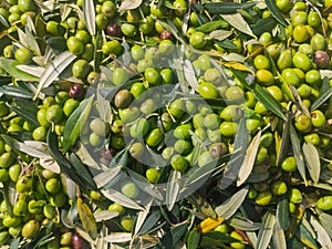 Harvested olives in italian countriside, Canino