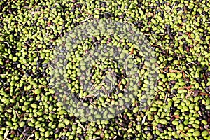 Harvested olives in olive oil mill in Greece