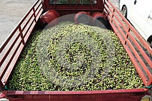 Harvested olives in olive oil mill in Greece
