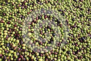 Harvested olives in olive oil mill in Greece