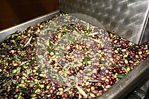 Harvested olives in olive oil mill in Greece