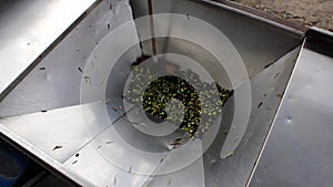 Harvested olives in olive oil mill in Greece