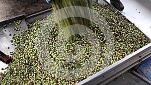 Harvested olives in olive oil mill in Greece