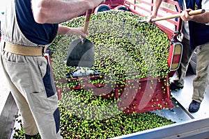 Harvested olives in olive oil mill in Greece