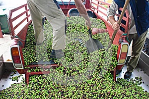 Harvested olives unloaded from truck to press hopper