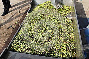 Harvested olives unloaded from truck to press hopper