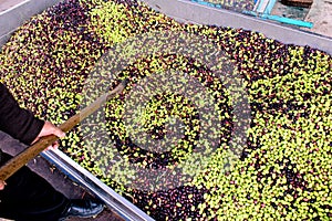 Harvested olives unloaded from truck to press hopper