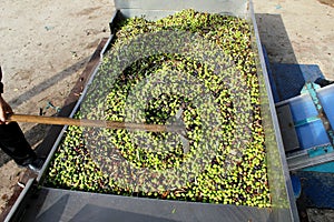 Harvested olives unloaded from truck to press hopper