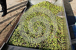 Harvested olives unloaded from truck to press hopper