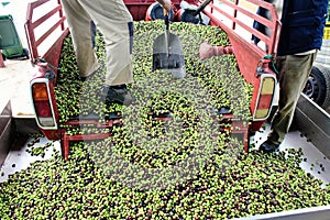 Harvested olives unloaded from truck to press hopper