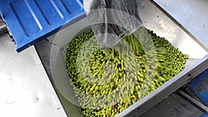 Harvested olives unloaded from truck to press hopper